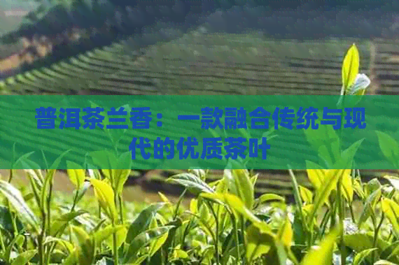 普洱茶兰香：一款融合传统与现代的优质茶叶