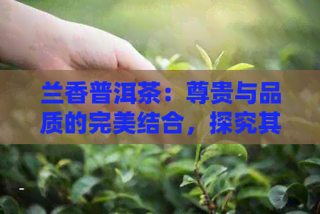 兰香普洱茶：尊贵与品质的完美结合，探究其独特的兰香魅力及价格因素