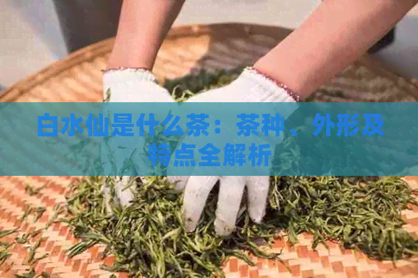 白水仙是什么茶：茶种、外形及特点全解析