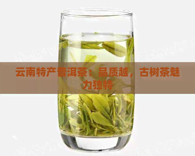 云南特产普洱茶：品质越，古树茶魅力独特