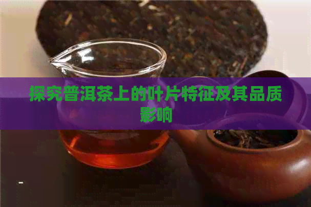 探究普洱茶上的叶片特征及其品质影响