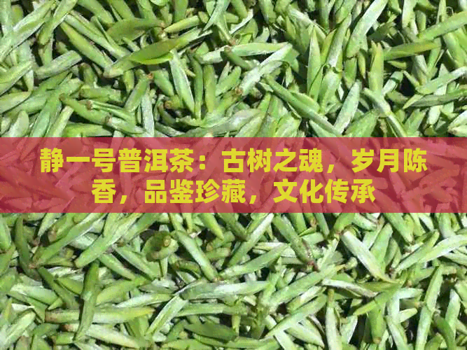 静一号普洱茶：古树之魂，岁月陈香，品鉴珍藏，文化传承