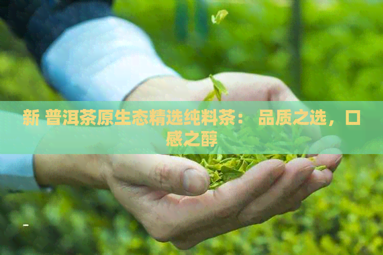 新 普洱茶原生态精选纯料茶： 品质之选，口感之醇