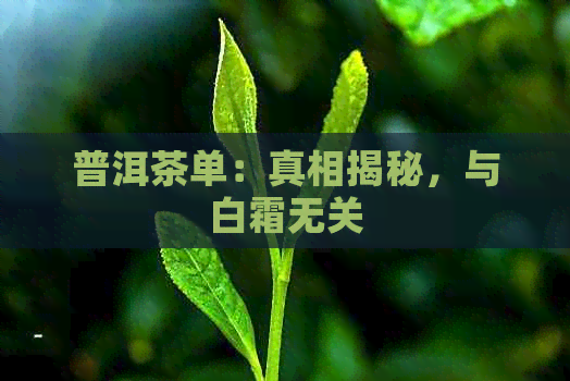 普洱茶单：真相揭秘，与白霜无关