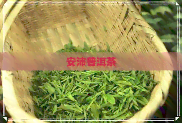 安沛普洱茶