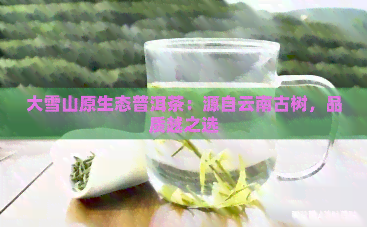 大雪山原生态普洱茶：源自云南古树，品质越之选