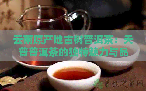 云南原产地古树普洱茶：天普普洱茶的独特魅力与品质