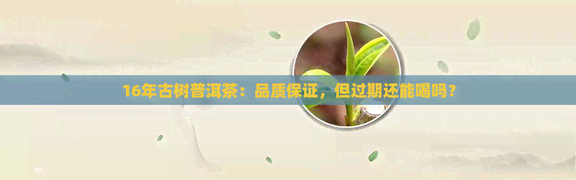 16年古树普洱茶：品质保证，但过期还能喝吗？