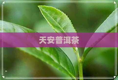 天安普洱茶