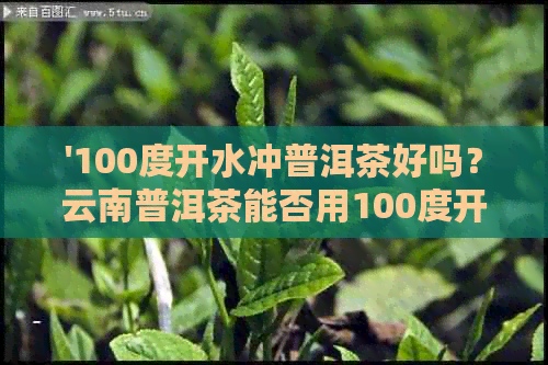 '100度开水冲普洱茶好吗？云南普洱茶能否用100度开水泡？'