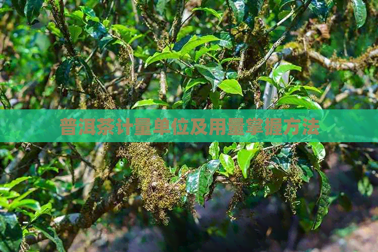 普洱茶计量单位及用量掌握方法