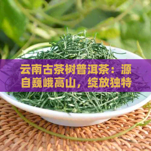 云南古茶树普洱茶：源自巍峨高山，绽放独特风味