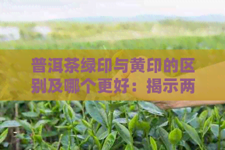 普洱茶绿印与黄印的区别及哪个更好：揭示两种普洱茶的特点与价值