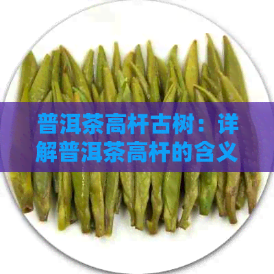 普洱茶高杆古树：详解普洱茶高杆的含义及特点