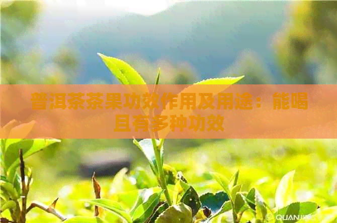 普洱茶茶果功效作用及用途：能喝且有多种功效