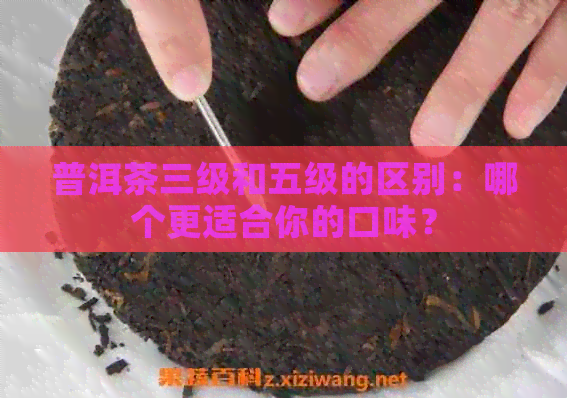 普洱茶三级和五级的区别：哪个更适合你的口味？