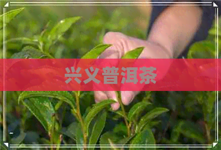 兴义普洱茶