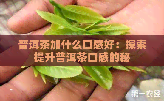 普洱茶加什么口感好：探索提升普洱茶口感的秘