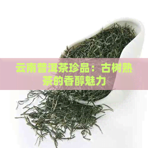 云南普洱茶珍品：古树熟茶的香醇魅力