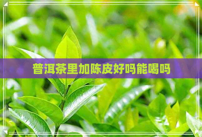 普洱茶里加陈皮好吗能喝吗