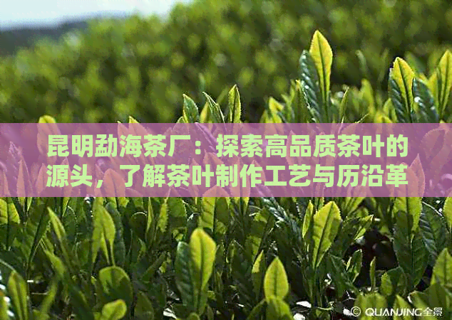 昆明勐海茶厂：探索高品质茶叶的源头，了解茶叶制作工艺与历沿革