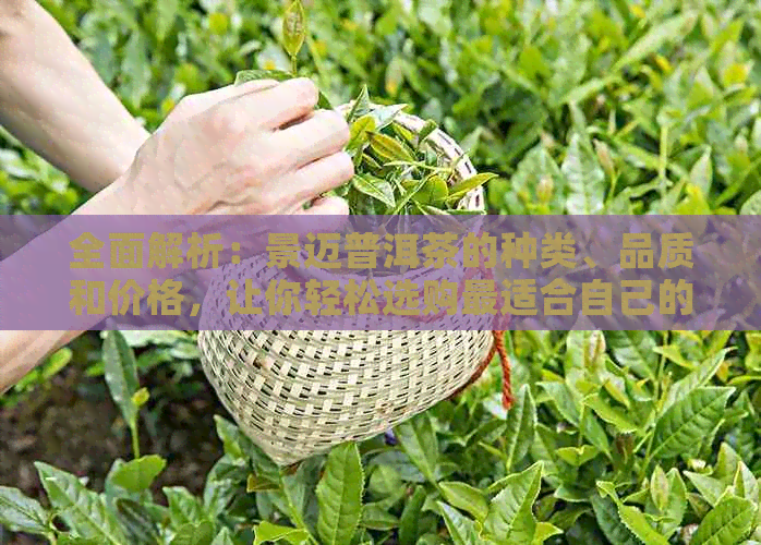 全面解析：景迈普洱茶的种类、品质和价格，让你轻松选购最适合自己的茶