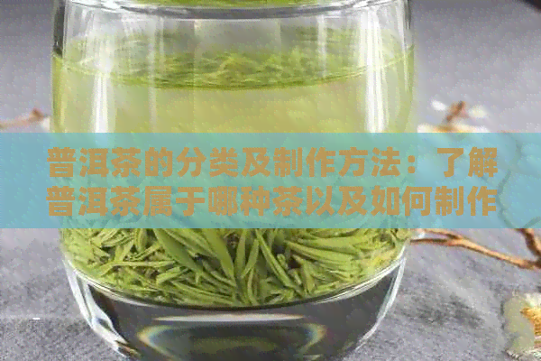 普洱茶的分类及制作方法：了解普洱茶属于哪种茶以及如何制作