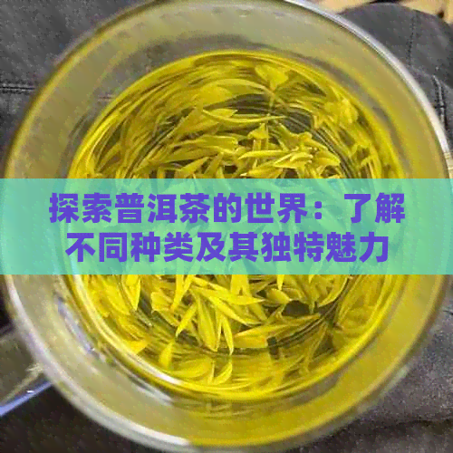 探索普洱茶的世界：了解不同种类及其独特魅力