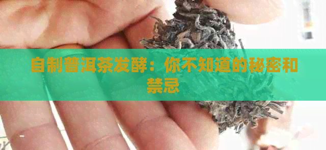 自制普洱茶发酵：你不知道的秘密和禁忌