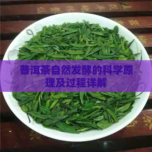 普洱茶自然发酵的科学原理及过程详解