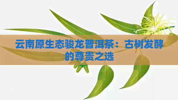 云南原生态骏龙普洱茶：古树发酵的尊贵之选