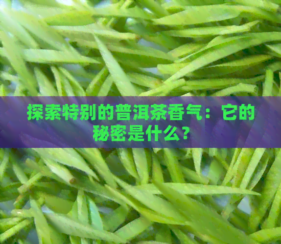 探索特别的普洱茶香气：它的秘密是什么？