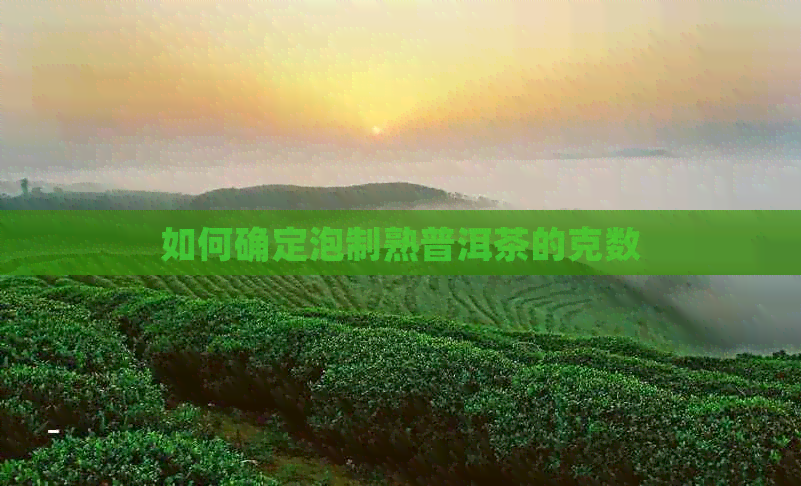 如何确定泡制熟普洱茶的克数