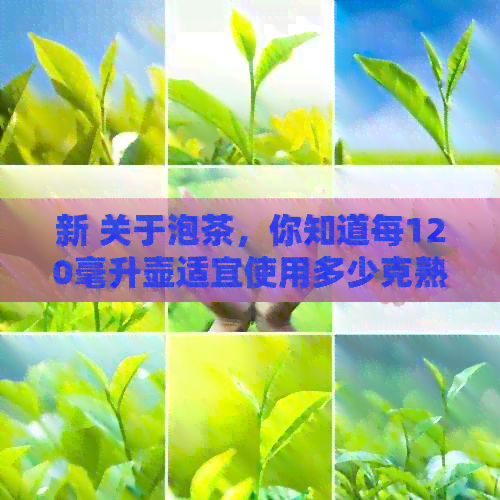 新 关于泡茶，你知道每120毫升壶适宜使用多少克熟普洱茶吗？