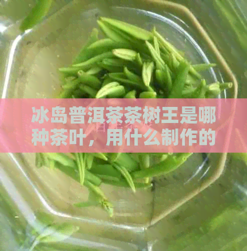 冰岛普洱茶茶树王是哪种茶叶，用什么制作的？