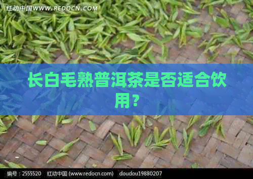 长白毛熟普洱茶是否适合饮用？