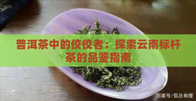 普洱茶中的佼佼者：探索云南标杆茶的品鉴指南