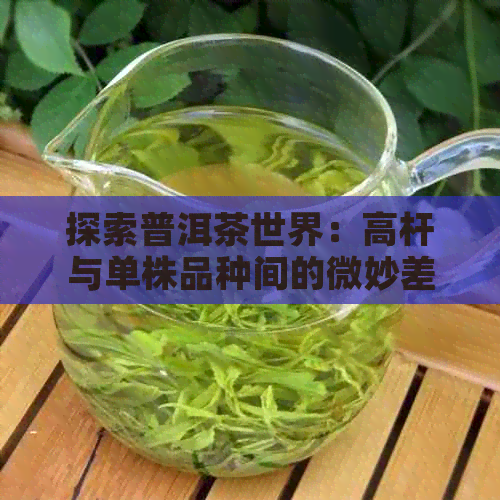 探索普洱茶世界：高杆与单株品种间的微妙差异