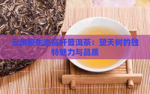 云南原生态高杆普洱茶：望天树的独特魅力与品质