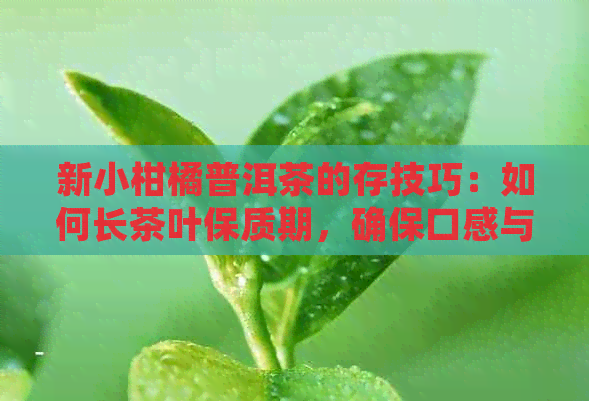 新小柑橘普洱茶的存技巧：如何长茶叶保质期，确保口感与品质？