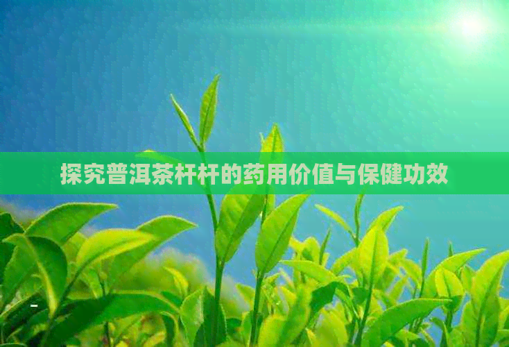 探究普洱茶杆杆的药用价值与保健功效