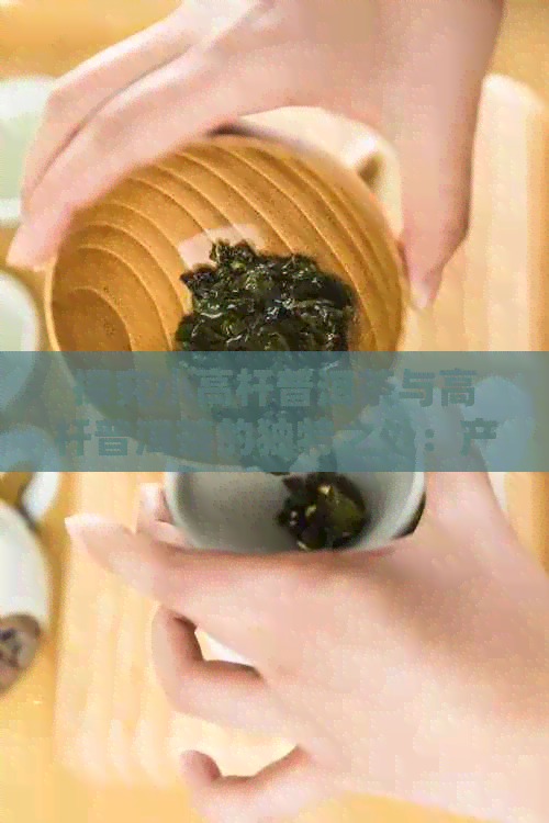 探究小高杆普洱茶与高杆普洱茶的独特之处：产地、香气、口感的差别分析