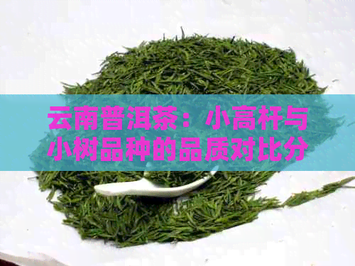 云南普洱茶：小高杆与小树品种的品质对比分析