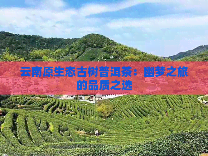 云南原生态古树普洱茶：幽梦之旅的品质之选