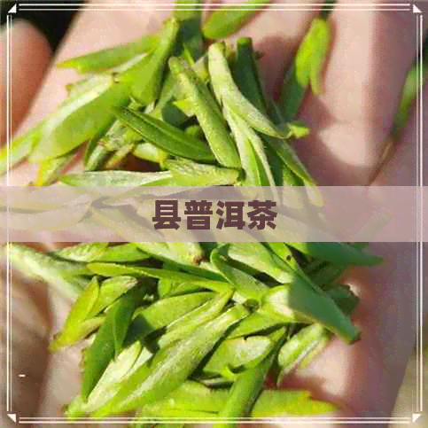 县普洱茶