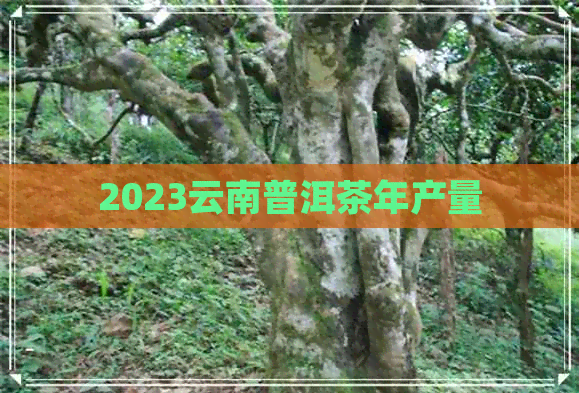 2023云南普洱茶年产量