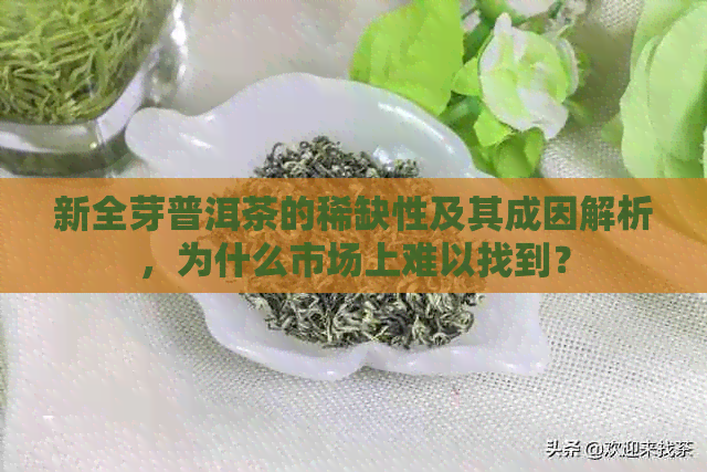 新全芽普洱茶的稀缺性及其成因解析，为什么市场上难以找到？