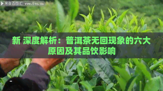 新 深度解析：普洱茶无回现象的六大原因及其品饮影响