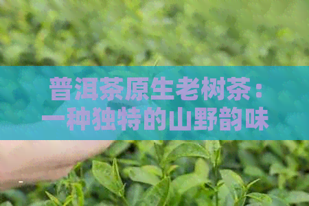 普洱茶原生老树茶：一种独特的山野韵味，让你领略古老茶文化的魅力