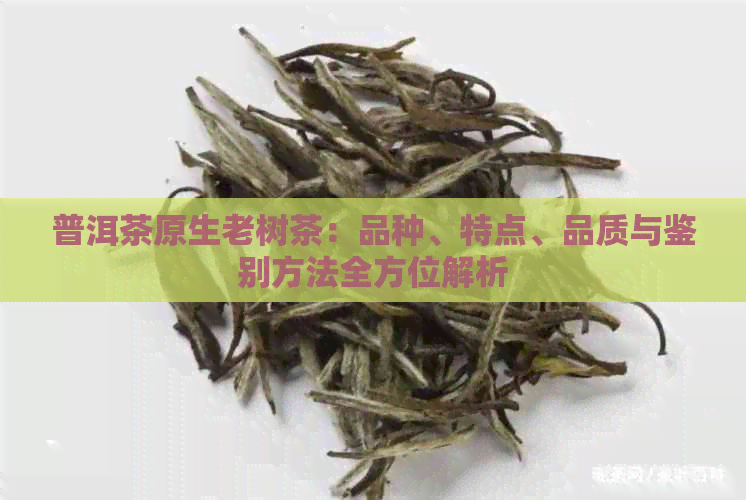 普洱茶原生老树茶：品种、特点、品质与鉴别方法全方位解析